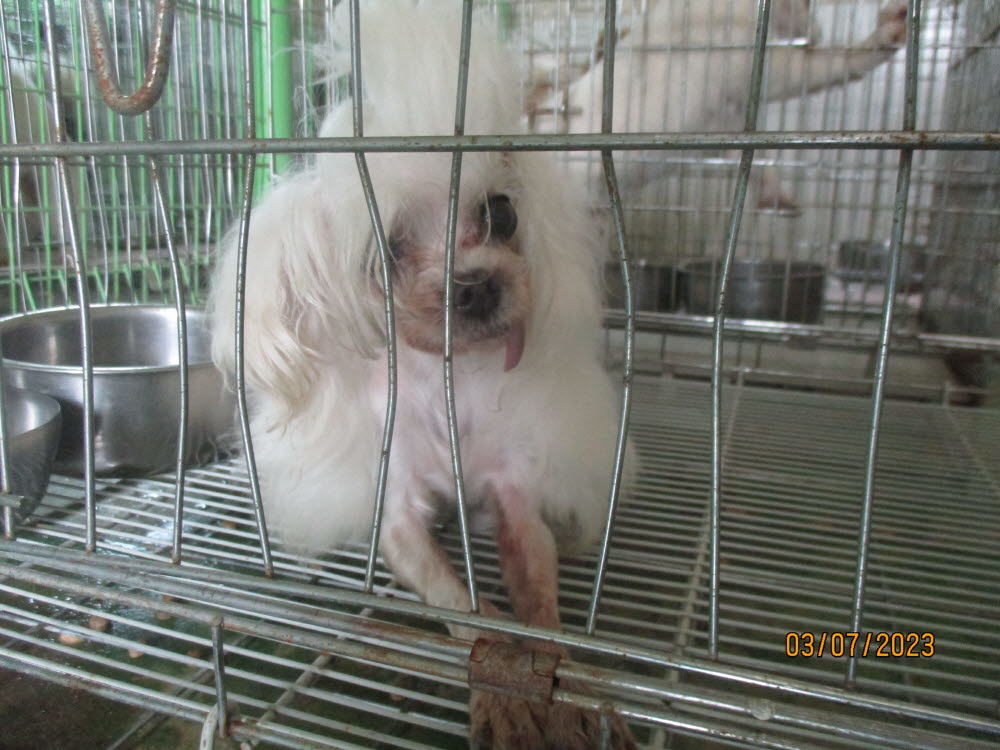 동해시유기동물보호소_442421202300096